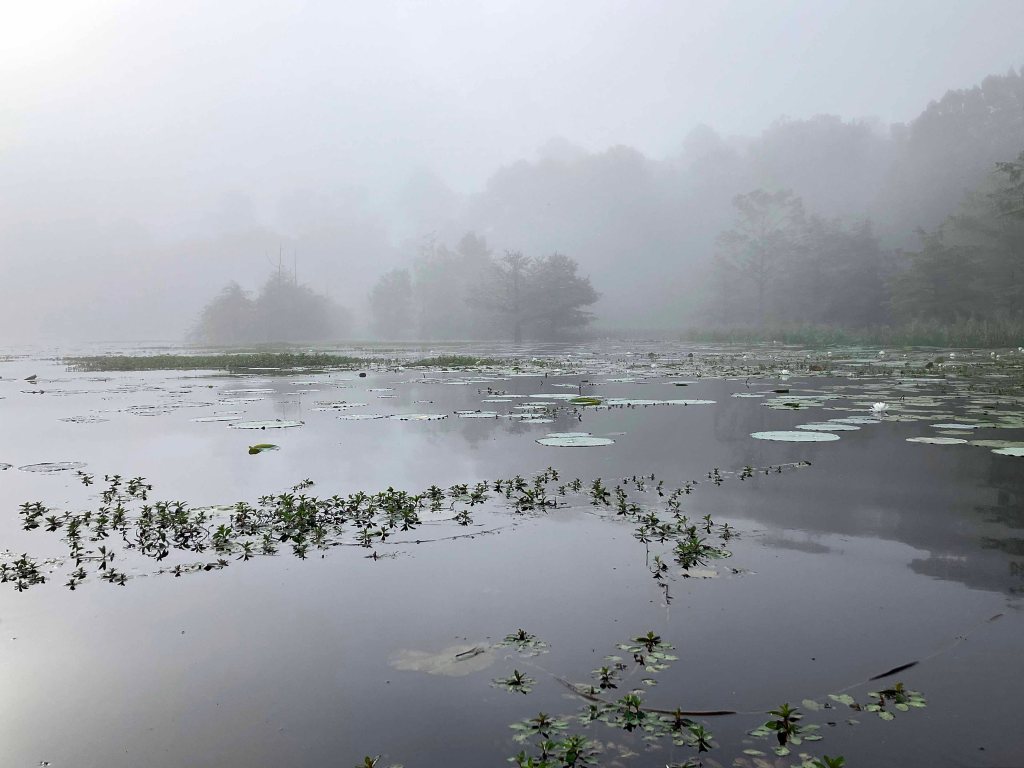 Kayak Paddle Scenery Picture Little River, Millwood Lake, B Arkansas www.SawdustRiver.com