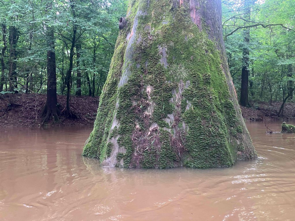 Kayak Paddle Scenery Picture Pond Creek, Pond Creek NWR, Arkansas www.SawdustRiver.com