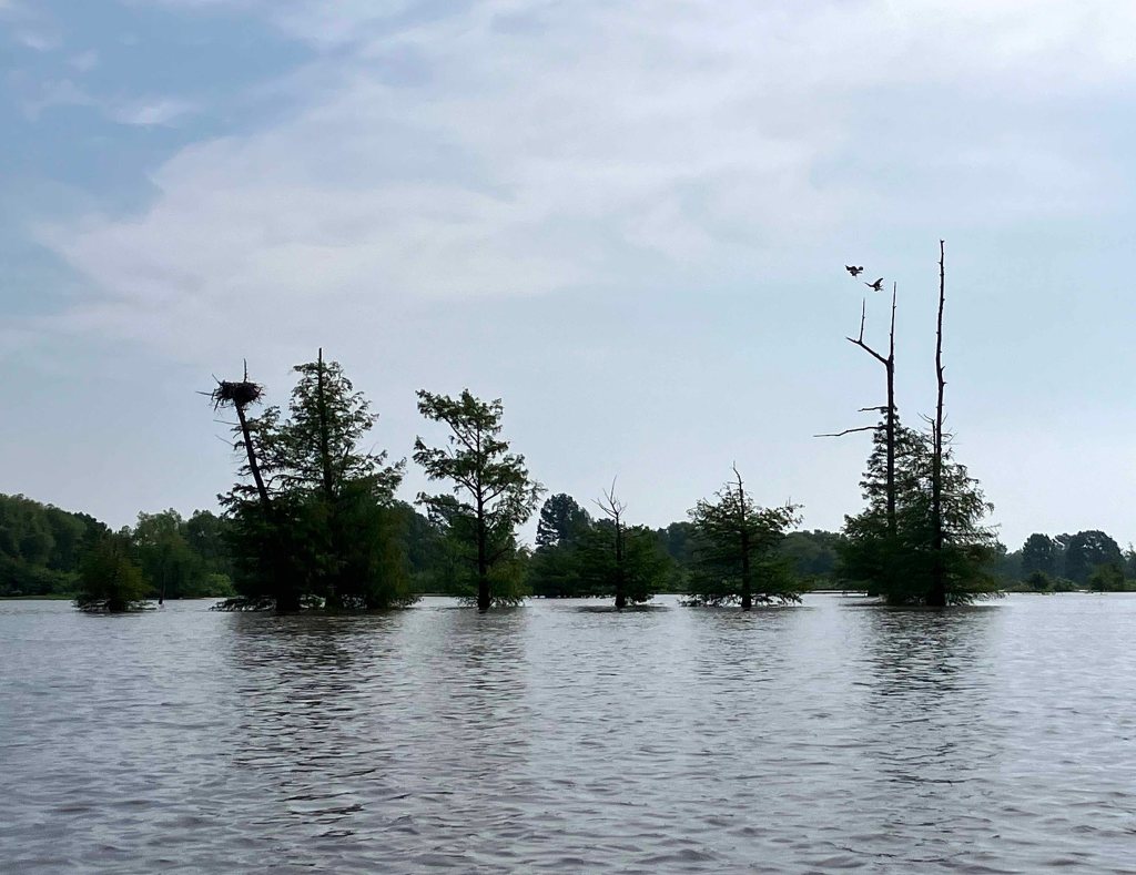 Kayak Paddle Scenery Picture Little River, Millwood Lake, A Arkansas www.SawdustRiver.com