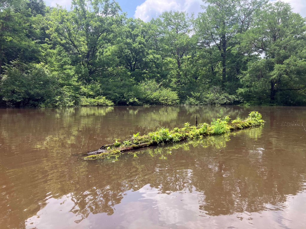 Kayak Paddle Scenery Picture Pond Creek, Pond Creek NWR, Arkansas www.SawdustRiver.com