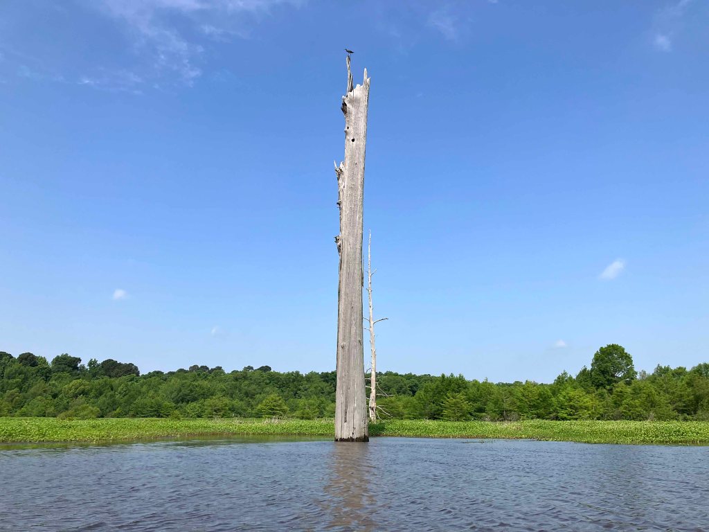 Kayak Paddle Scenery Picture Little River, Millwood Lake, A Arkansas www.SawdustRiver.com