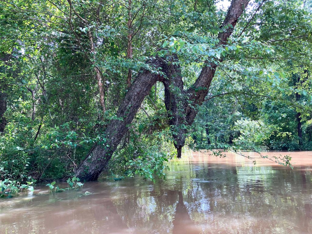 Kayak Paddle Scenery Picture Little River, Millwood Lake, A Arkansas www.SawdustRiver.com