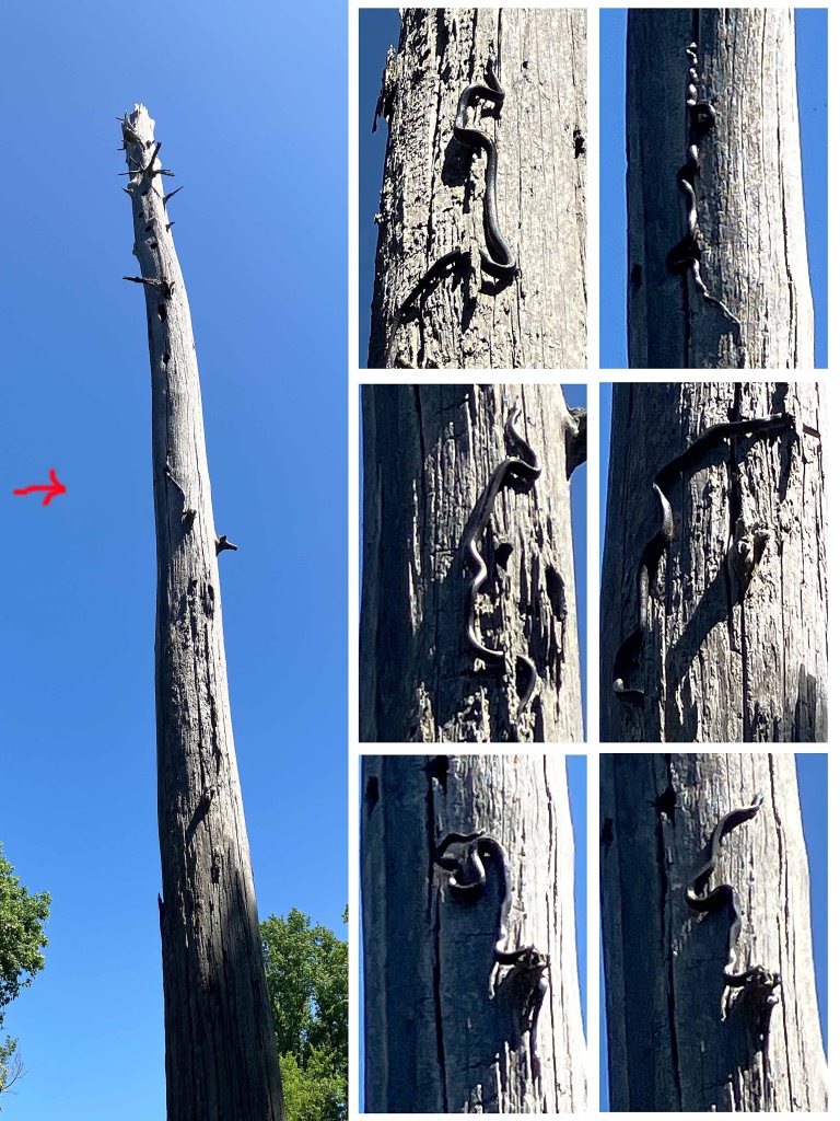Kayak Paddle Scenery Picture Little River, Millwood Lake, B Arkansas www.SawdustRiver.com