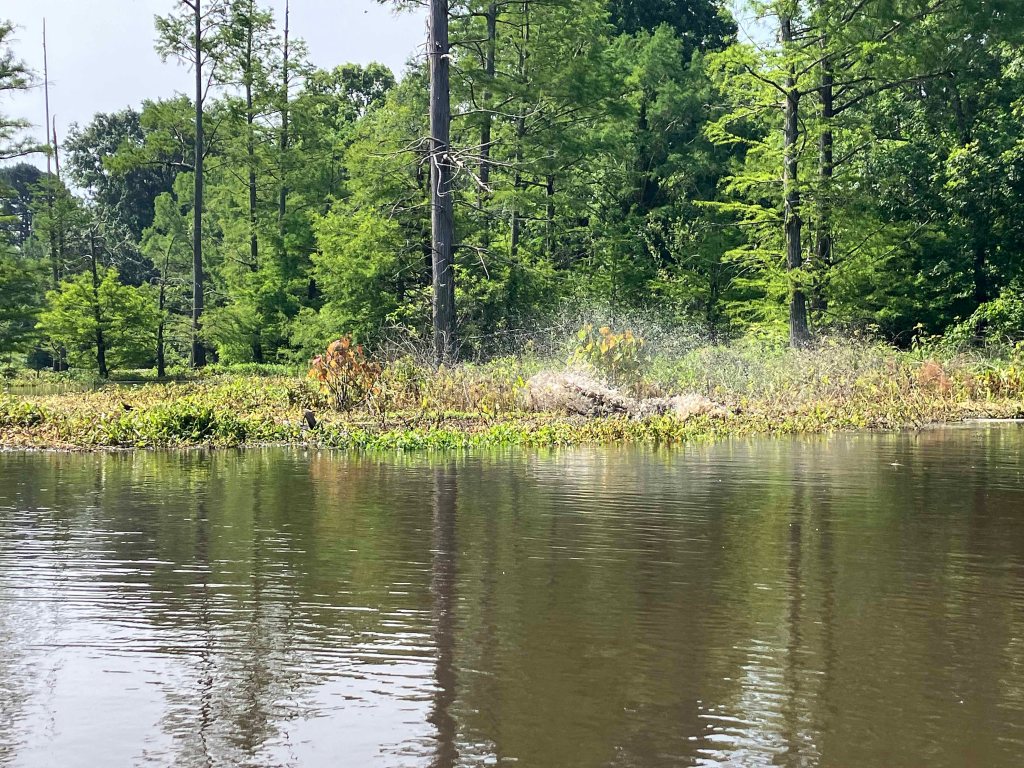 Kayak Paddle Scenery Picture Little River, Millwood Lake, A Arkansas www.SawdustRiver.com
