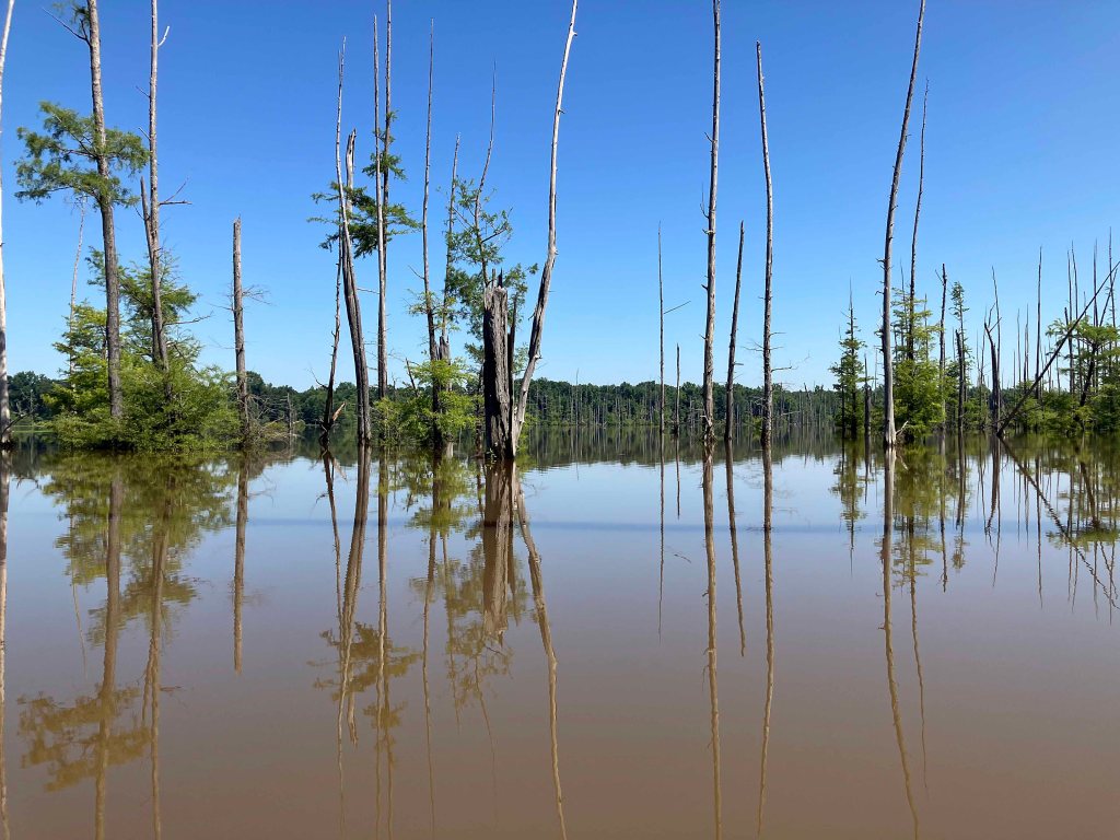 Kayak Paddle Scenery Picture Little River, Millwood Lake, B Arkansas www.SawdustRiver.com
