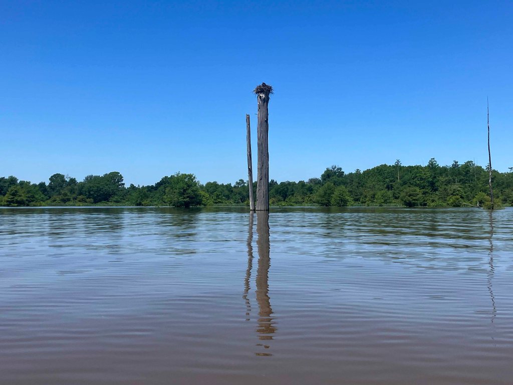 Kayak Paddle Scenery Picture Little River, Millwood Lake, B Arkansas www.SawdustRiver.com