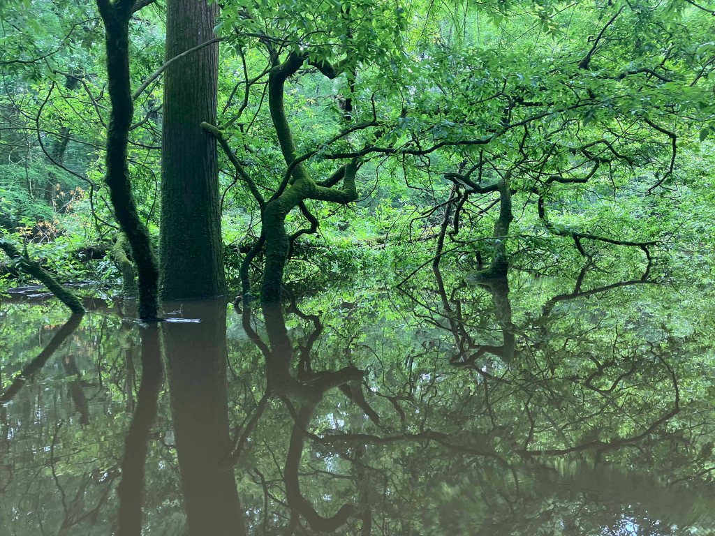 Kayak Paddle Scenery Picture Pond Creek, Pond Creek NWR, Arkansas www.SawdustRiver.com