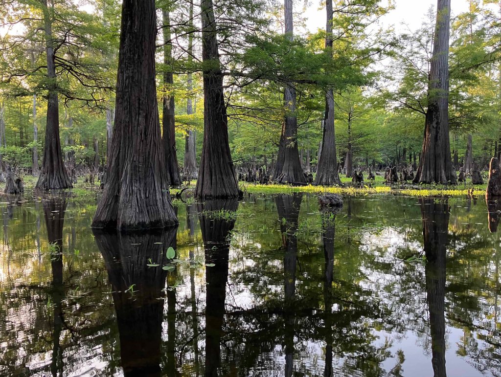 Kayak Paddle Scenery Picture Felsenthal NWR www.SawdustRiver.com