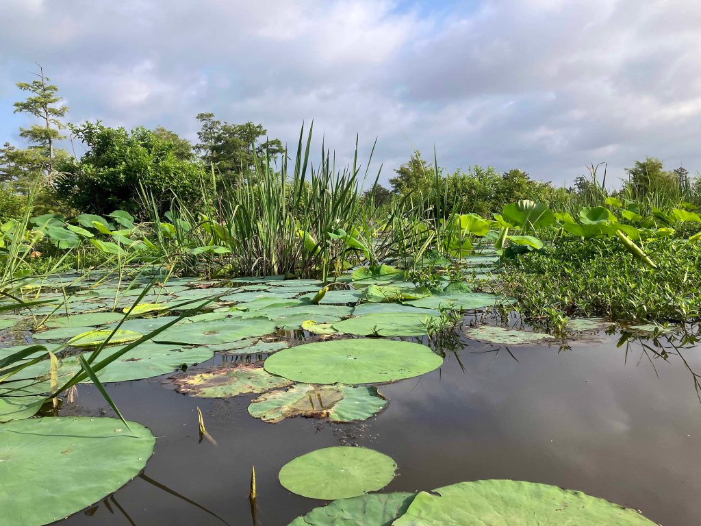 Kayak Paddle Scenery Picture Little River, Millwood Lake, Arkansas www.SawdustRiver.com