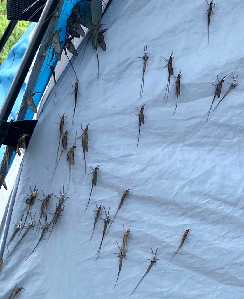 Kayak Paddle Scenery Picture Steinhagen Martin Dies State Park G www.SawdustRiver.com