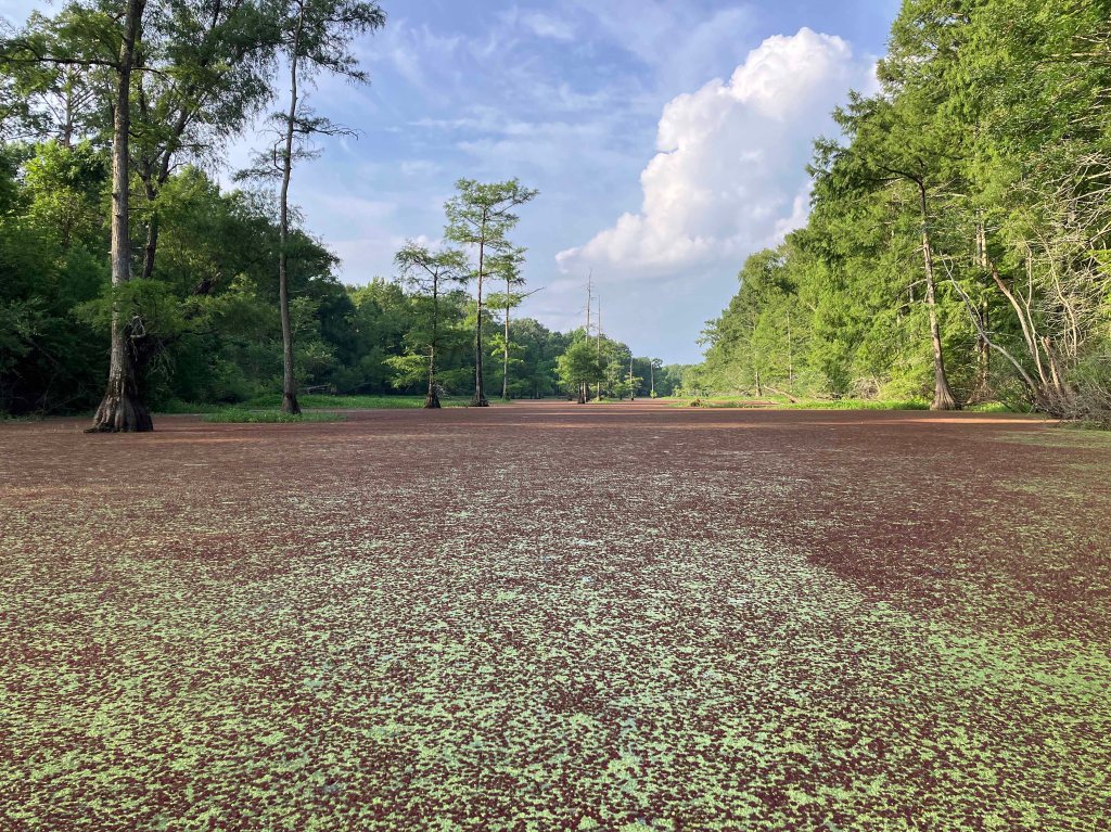 Kayak Paddle Scenery Picture Beards Lake, Millwood Lake, Arkansas www.SawdustRiver.com