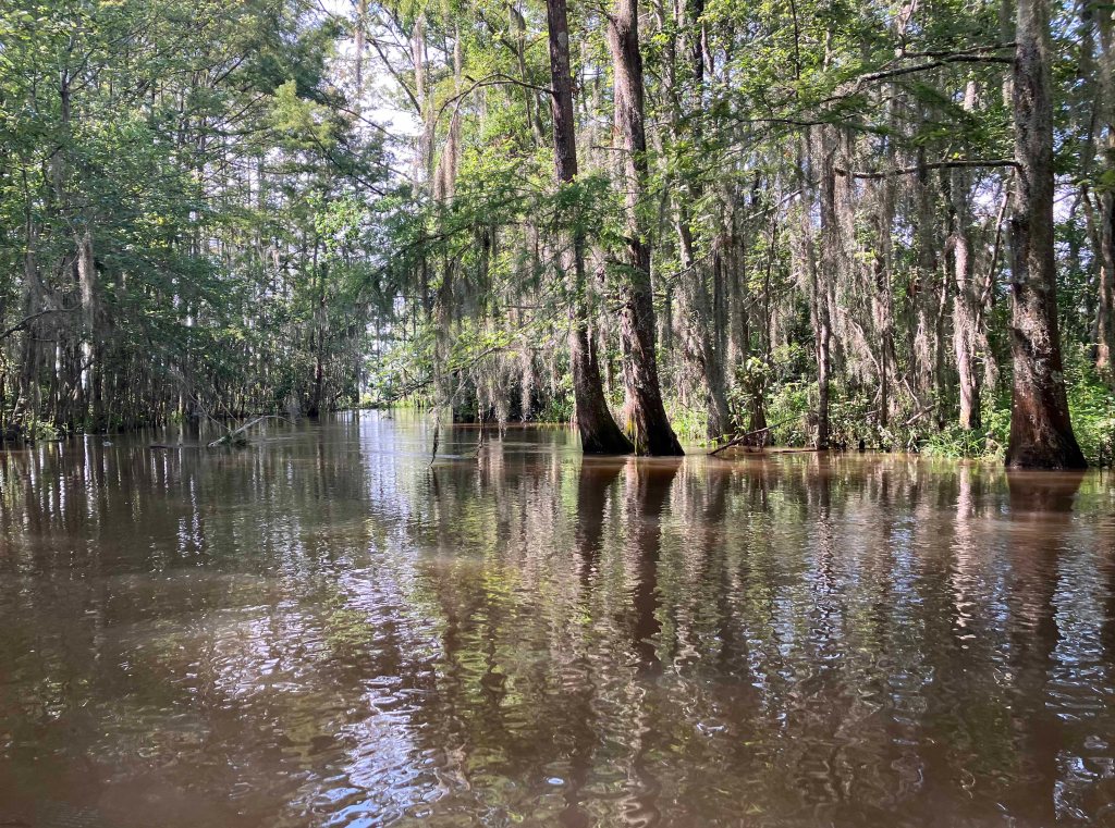 Kayak Paddle Scenery Picture Steinhagen Martin Dies State Park G www.SawdustRiver.com