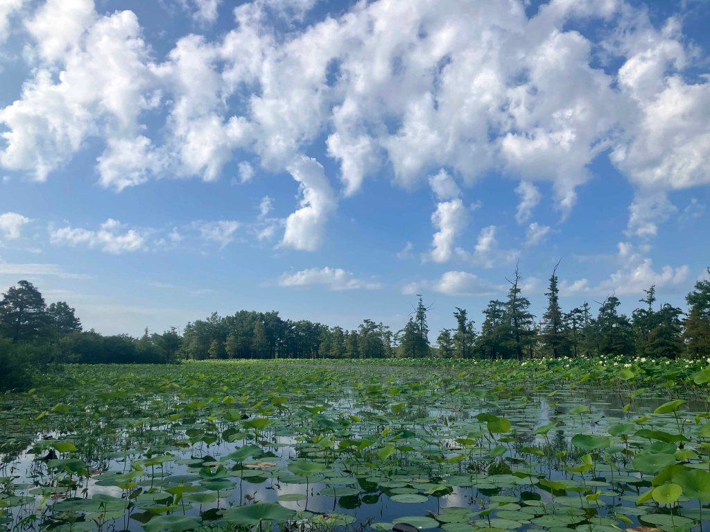 Kayak Paddle Scenery Picture Felsenthal NWR Arkansas www.SawdustRiver.com