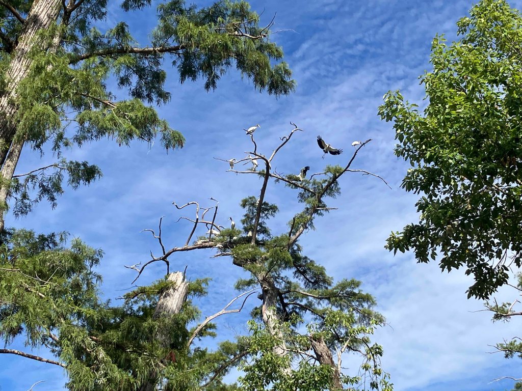 Kayak Paddle Scenery Picture Felsenthal NWR Beer Joint Arkansas www.SawdustRiver.com