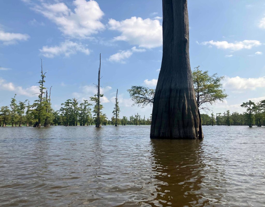 Kayak Paddle Scenery Picture Felsenthal NWR Arkansas www.SawdustRiver.com
