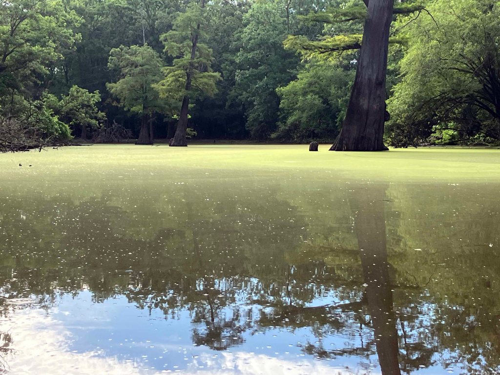 Kayak Paddle Scenery Picture Felsenthal NWR Beer Joint Arkansas www.SawdustRiver.com