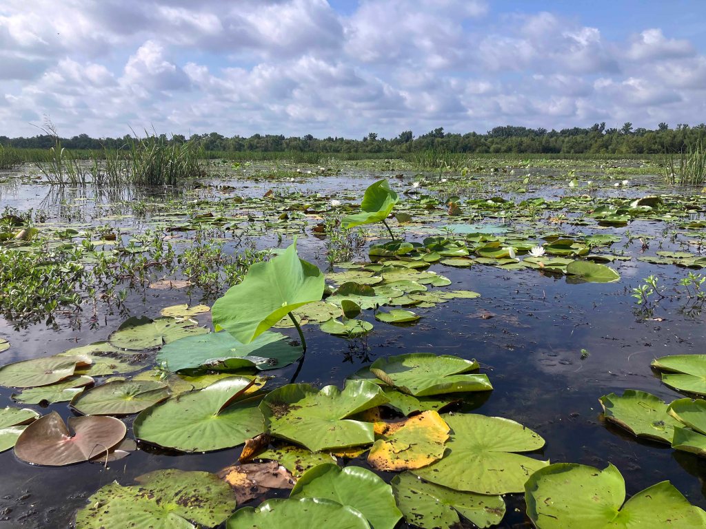 Kayak Paddle Scenery Picture Little River, Millwood Lake, Arkansas www.SawdustRiver.com