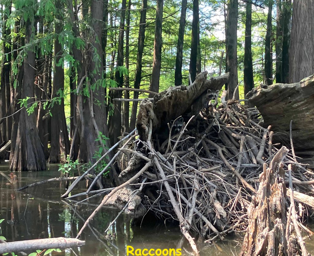 Kayak Paddle Scenery Picture Felsenthal NWR Arkansas www.SawdustRiver.com