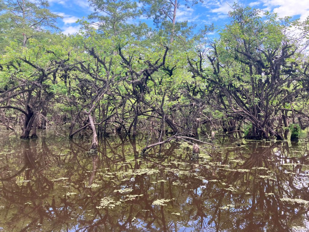 Kayak Paddle Scenery Picture Felsenthal NWR Beer Joint Arkansas www.SawdustRiver.com