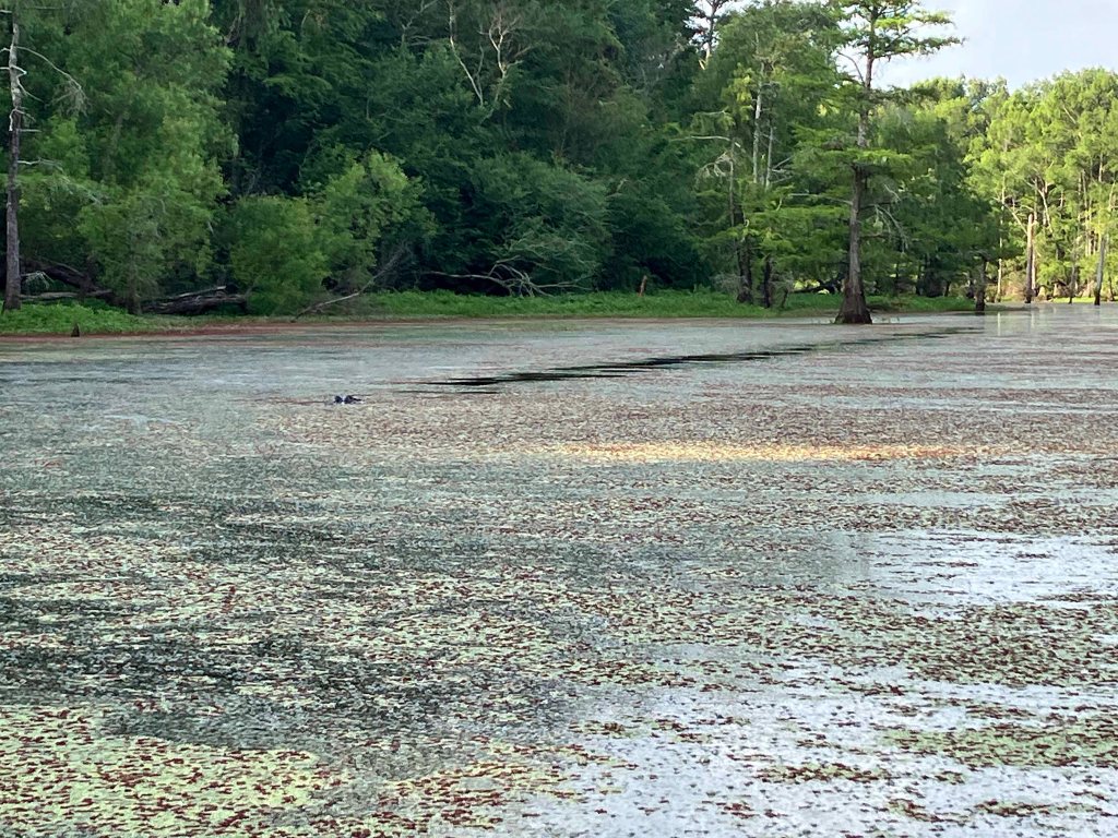 Kayak Paddle Scenery Picture Beards Lake, Millwood Lake, Arkansas www.SawdustRiver.com