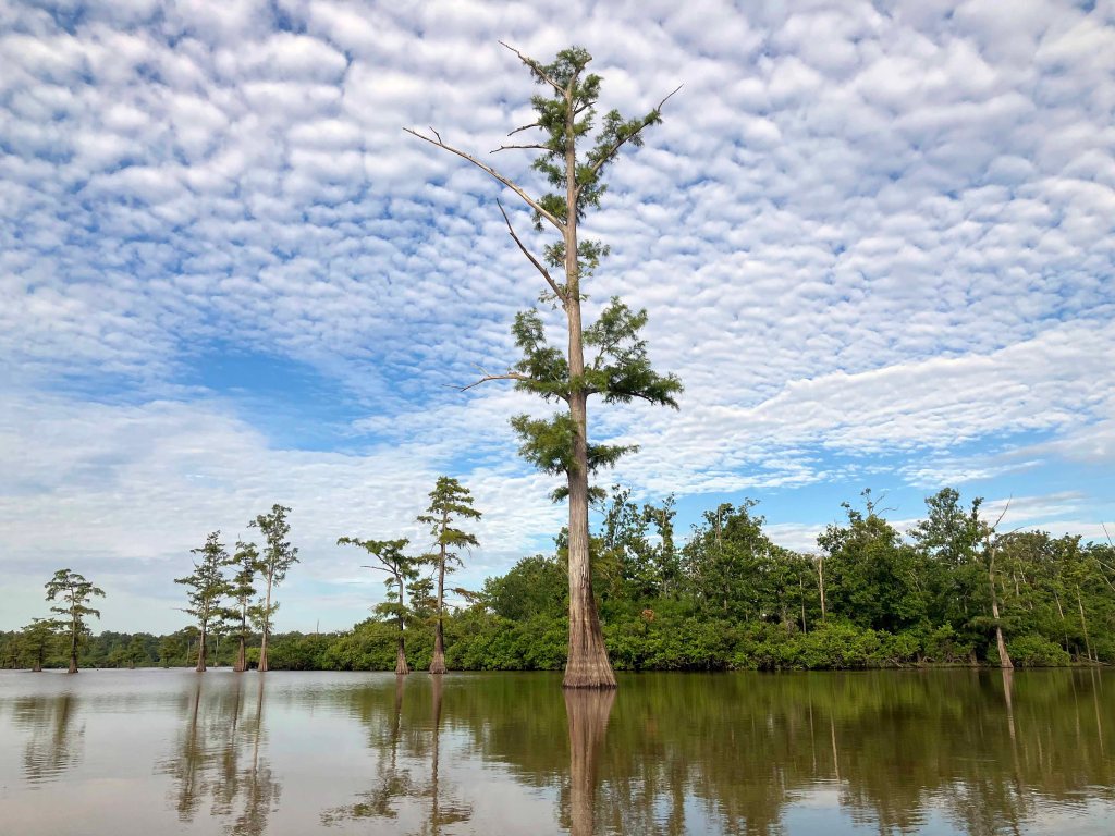 Kayak Paddle Scenery Picture Felsenthal NWR Beer Joint Arkansas www.SawdustRiver.com