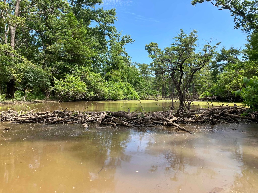 Kayak Paddle Scenery Picture Felsenthal NWR Beer Joint Arkansas www.SawdustRiver.com