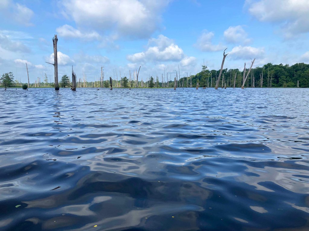 Kayak Paddle Scenery Picture Little River, Millwood Lake, Arkansas www.SawdustRiver.com