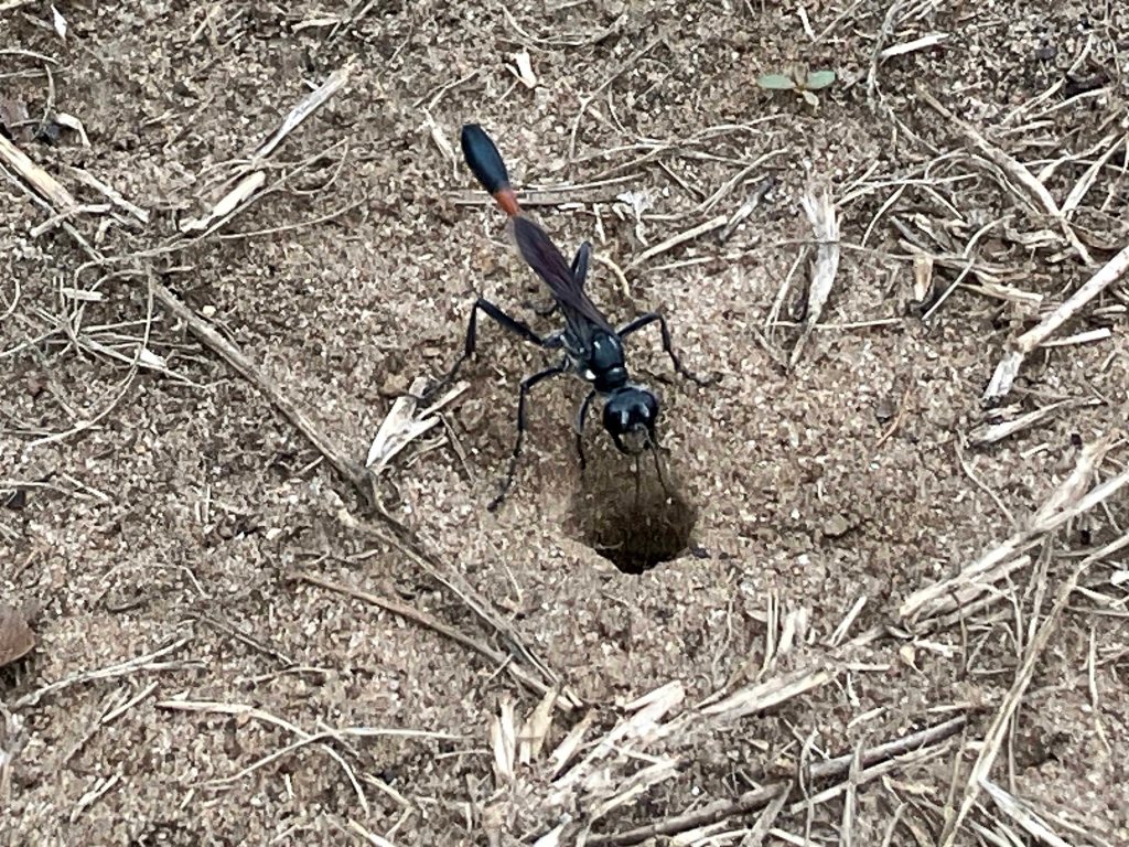 Kayak Paddle Scenery Picture Steinhagen Martin Dies State Park G www.SawdustRiver.com