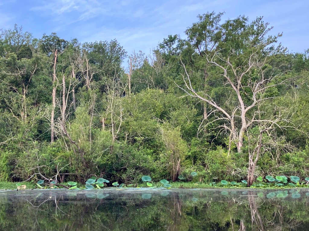Kayak Paddle Scenery Picture Beards Lake, Millwood Lake, Arkansas www.SawdustRiver.com
