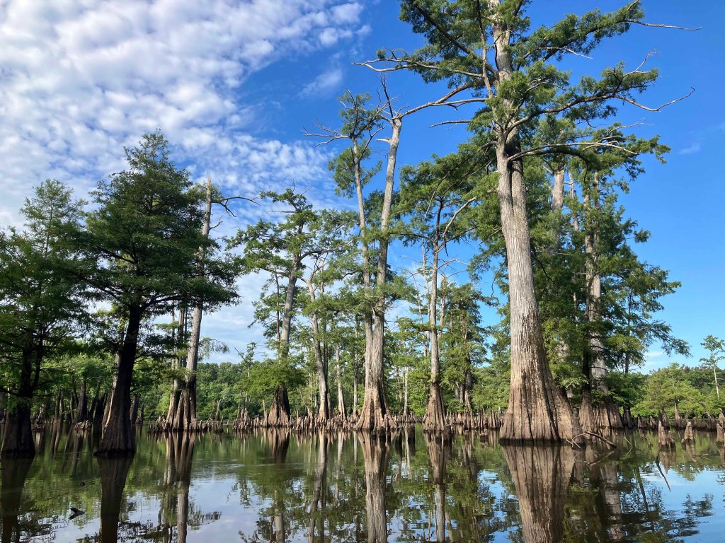 Kayak Paddle Scenery Picture Felsenthal NWR Beer Joint Arkansas www.SawdustRiver.com
