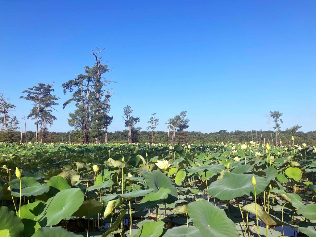 Kayak Paddle Scenery Picture Felsenthal NWR Arkansas www.SawdustRiver.com