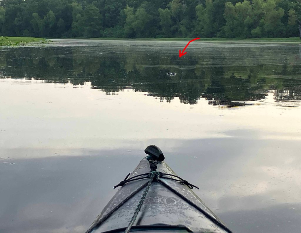 Kayak Paddle Scenery Picture Beards Lake, Millwood Lake, Arkansas www.SawdustRiver.com