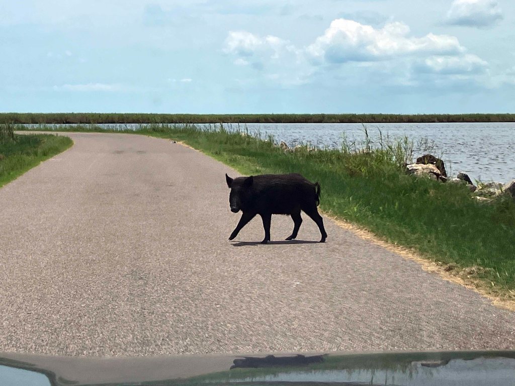Kayak Paddle Scenery Picture Texas Point NWR, Sabine Pass www.SawdustRiver.com