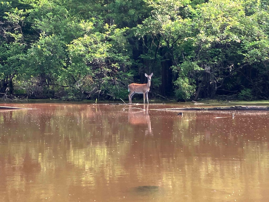 Kayak Paddle Scenery Picture Felsenthal NWR Beer Joint Arkansas www.SawdustRiver.com