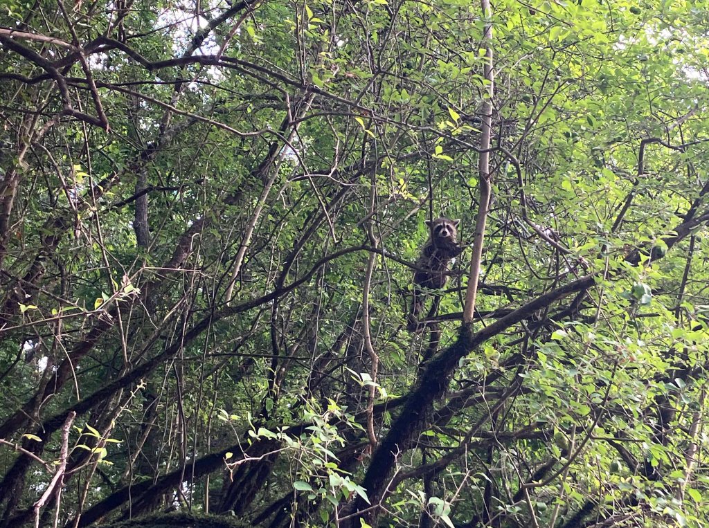 Kayak Paddle Scenery Picture Felsenthal NWR Beer Joint Arkansas www.SawdustRiver.com
