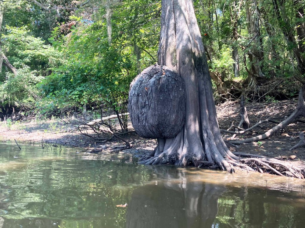 burl picture cypress Atchafalaya NWR Sherburne WMA www.SawdustRiver.com