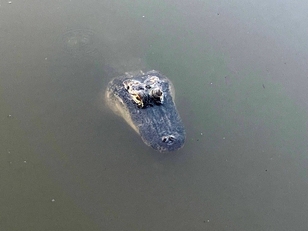 alligator head Atchafalaya Sandy Cove Launch www.SawdustRiver.com