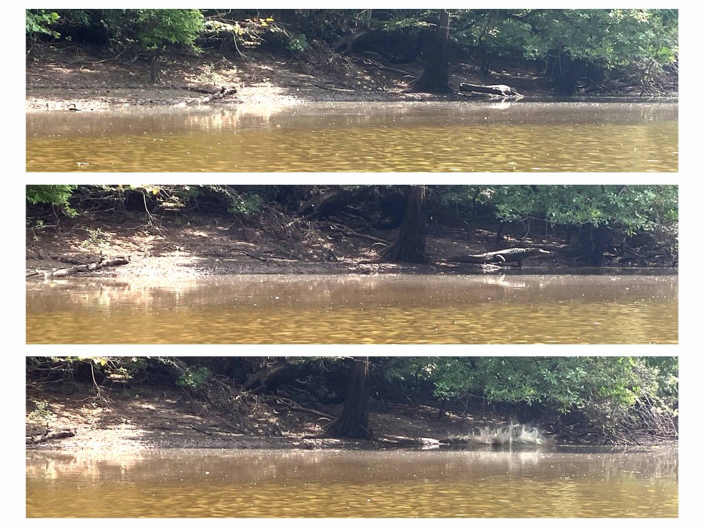 alligator kayak picture scenery Atchafalaya NWR Sherburne WMA www.SawdustRiver.com