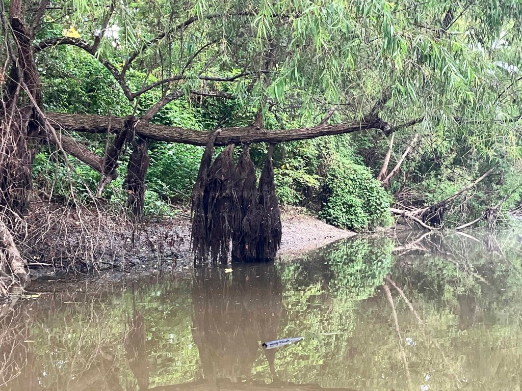 hanging roots Atchafalaya Sandy Cove Launch www.SawdustRiver.com