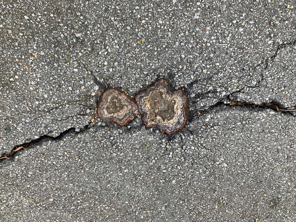 cypress knees in pavement kayak picture scenery Atchafalaya NWR Sherburne WMA www.SawdustRiver.com