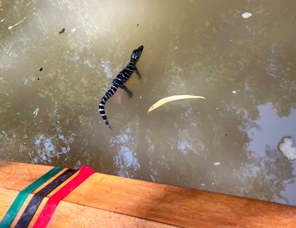 alligator hatchling Atchafalaya Bayou Pigeon Little Tensas www.SawdustRiver.com