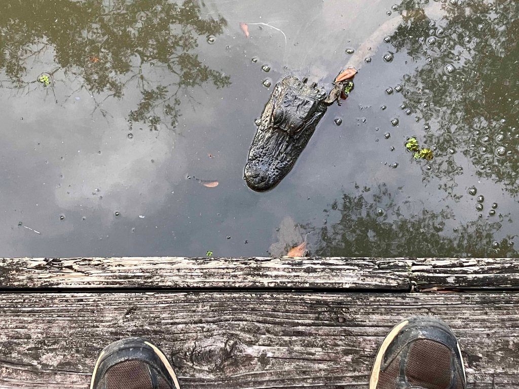 alligator at dock Fausse Pointe SP Atchafalaya NWR Sherburne WMA www.SawdustRiver.com