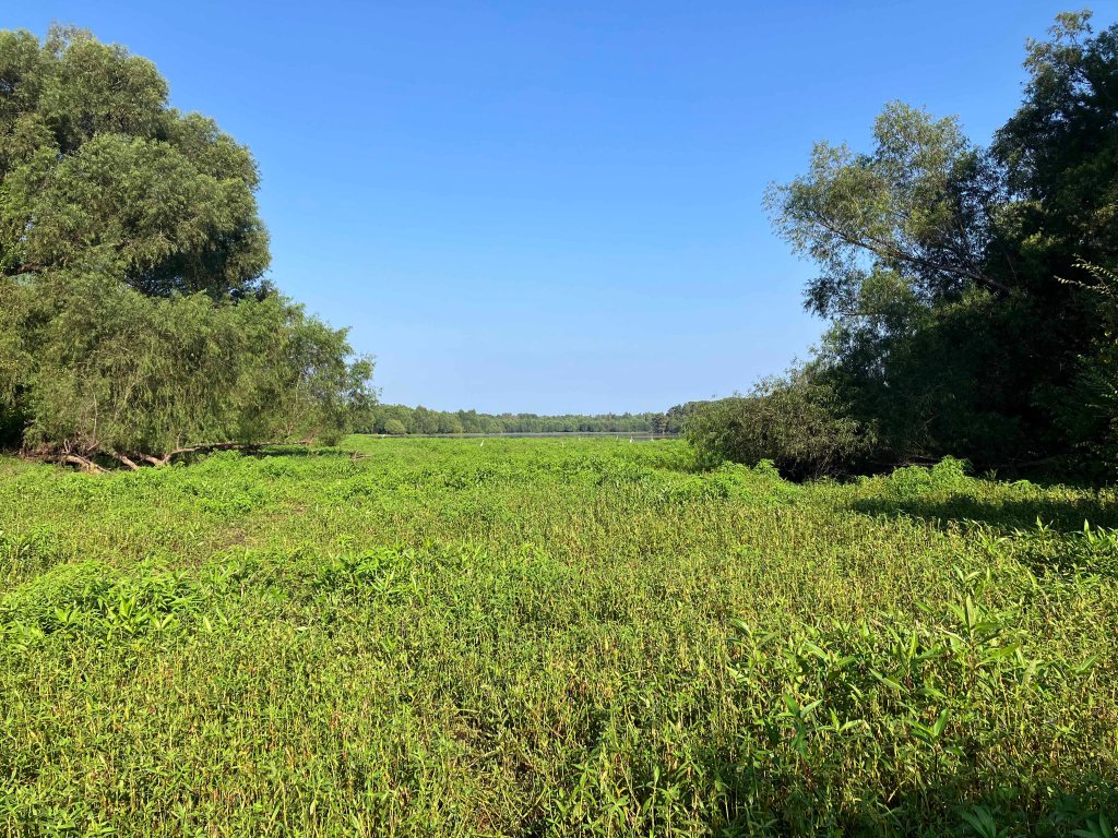 kayak scenery picture Atchafalaya Sandy Cove Launch www.SawdustRiver.com