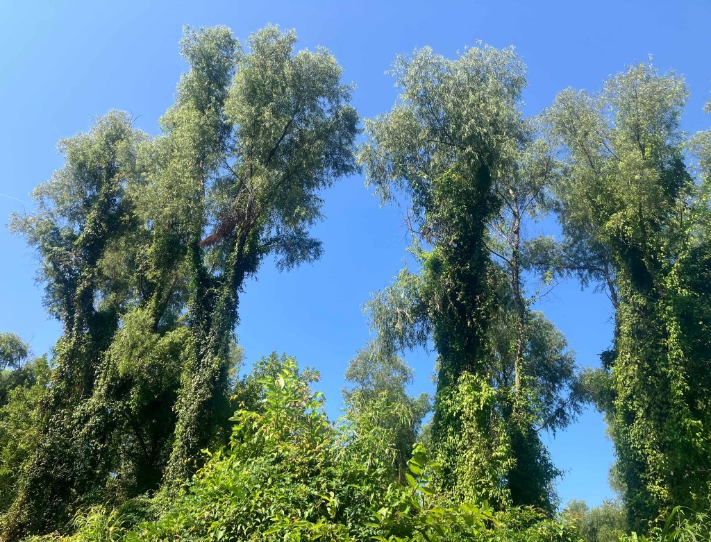 kayak scenery picture Atchafalaya Bayou Pigeon Little Tensas www.SawdustRiver.com