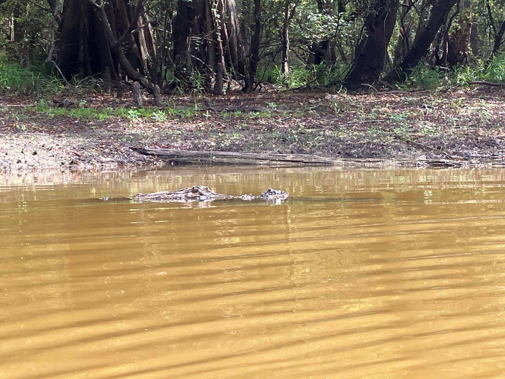 kayak scenery picture Atcharalaya NWR Sherburne WMA Interstate 10 www.SawdustRiver.com