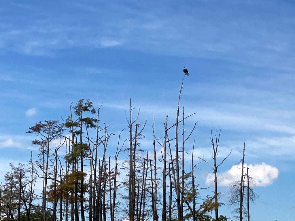 kayak scenery picture D'Arbonne NWR, Hollands Bluff B www.SawdustRiver.com