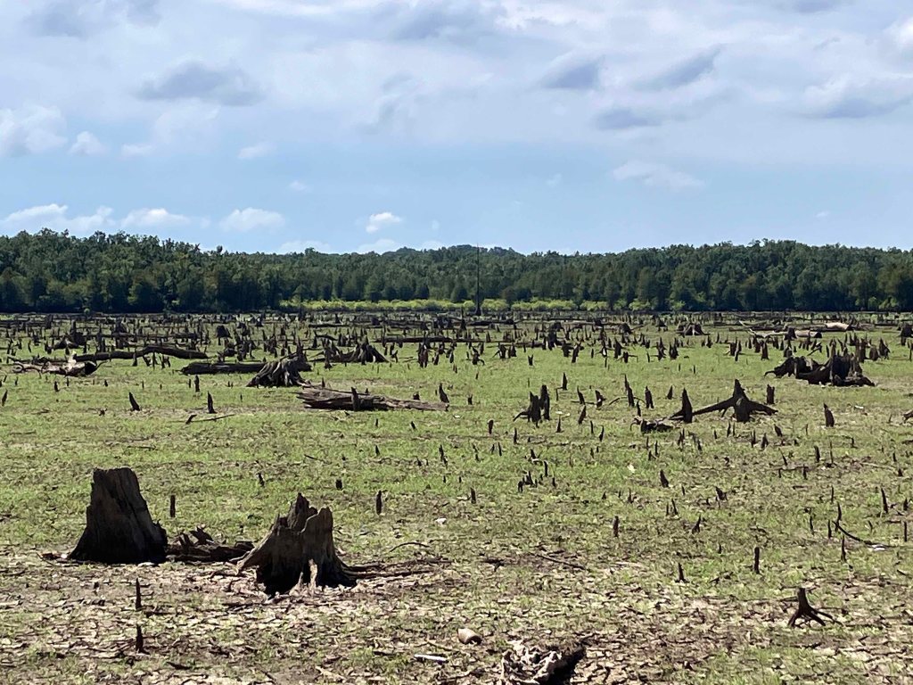 kayak scenery picture D'Arbonne NWR, Hollands Bluff B www.SawdustRiver.com