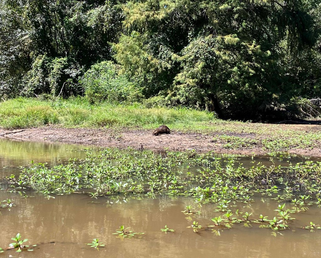 kayak nutria picture D'Arbonne Bayou, Gills Ferry Launch www.SawdustRiver.com