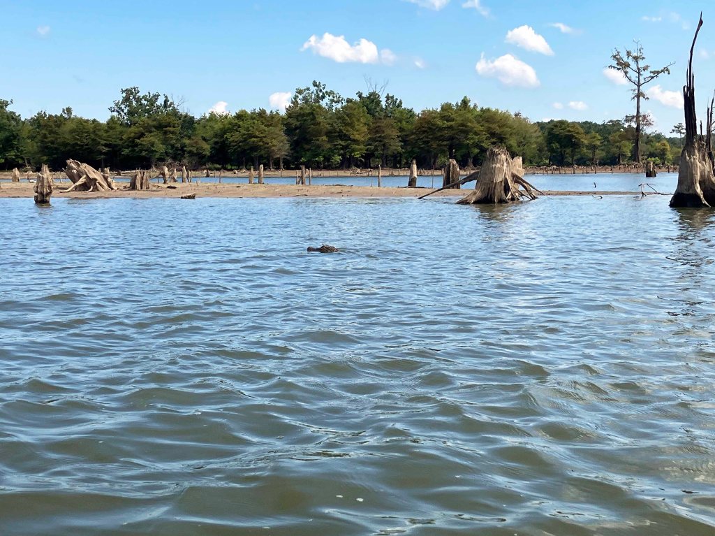 kayak gator picture D'Arbonne NWR, Hollands Bluff B www.SawdustRiver.com