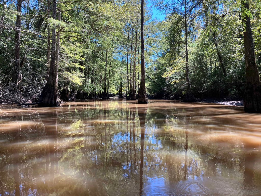 kayak scenery picture D'Arbonne Bayou, Gills Ferry Launch www.SawdustRiver.com